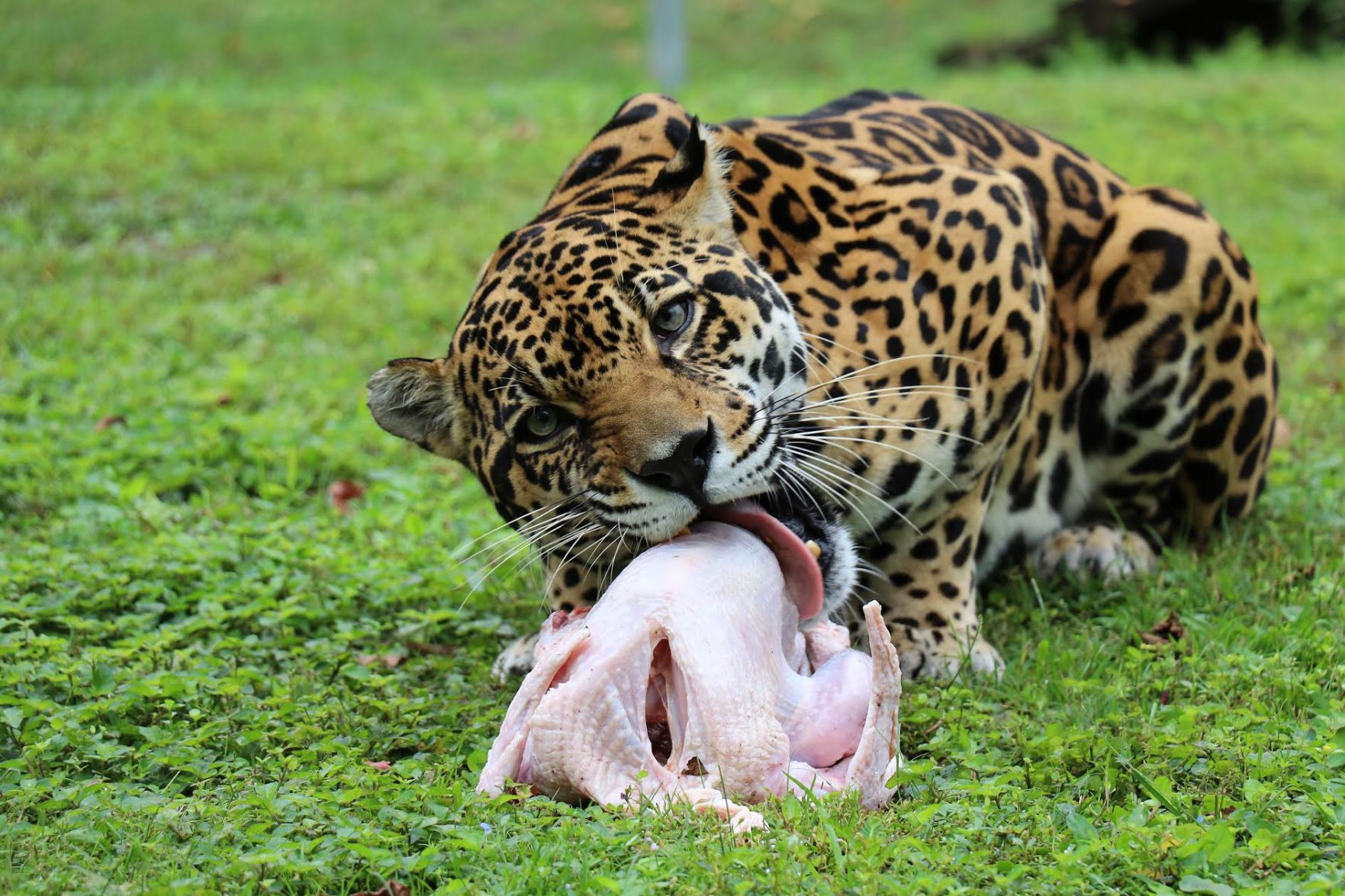 Big Cat Rescue